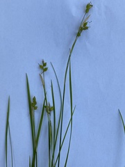 Carex alba