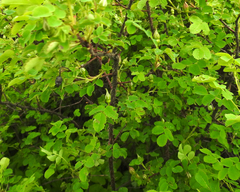 Rosa spinosissima