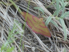 Rhodostrophia calabra