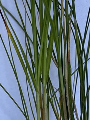 Carex alba