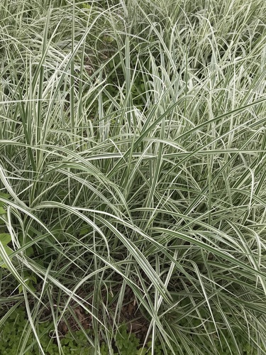 photo of Chinese Silver Grass (Miscanthus sinensis)