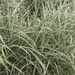 photo of Chinese Silver Grass (Miscanthus sinensis)