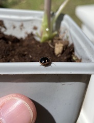 Coptosoma xanthogramma