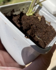 Coptosoma xanthogramma