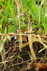 Apteria aphylla