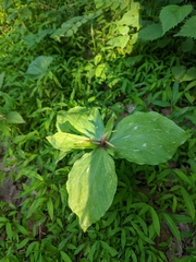 Trillium viridescens