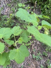 Ribes viscosissimum