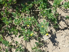 Medicago lupulina