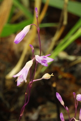 Apteria aphylla