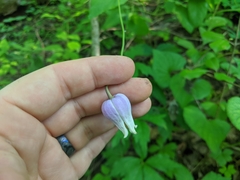 Clematis versicolor
