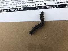 Nymphalis antiopa