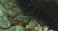 Corythoichthys haematopterus