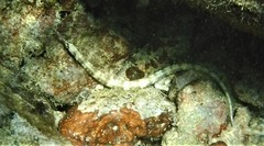 Corythoichthys haematopterus