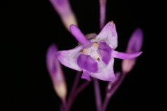 Apteria aphylla
