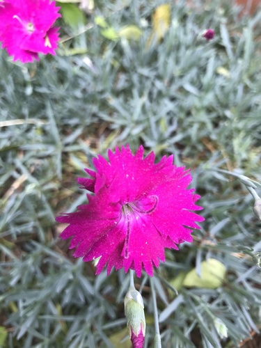 photo of Chinese-pink (Dianthus chinensis)