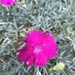 photo of Chinese-pink (Dianthus chinensis)