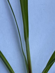 Carex flacca