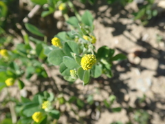 Medicago lupulina