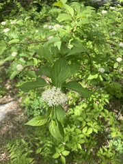 Cornus sericea sericea