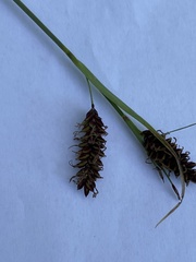 Carex flacca