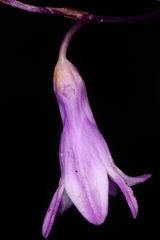 Apteria aphylla