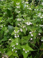 Lamium album