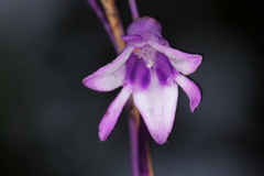Apteria aphylla