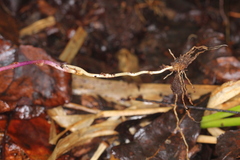 Apteria aphylla