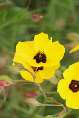 Tuberaria globulariifolia