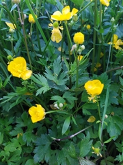 Ranunculus repens