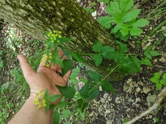 Thaspium trifoliatum aureum