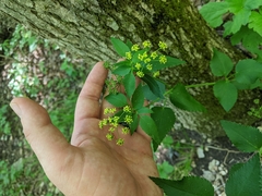 Thaspium trifoliatum aureum