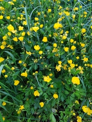 Ranunculus repens