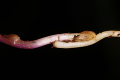 Apteria aphylla