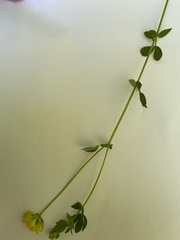 Lotus corniculatus