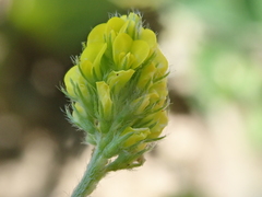 Medicago lupulina
