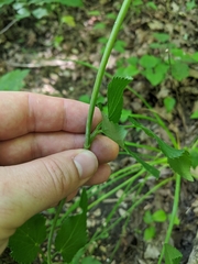 Thaspium trifoliatum aureum