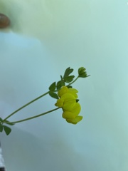 Lotus corniculatus
