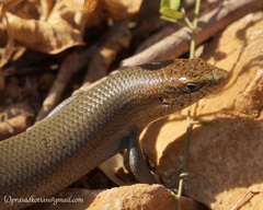 Trachylepis socotrana