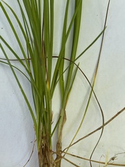 Carex alba