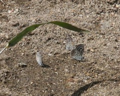 Euphilotes bernardino