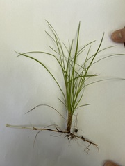 Carex alba