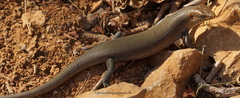 Trachylepis socotrana