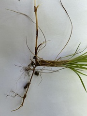 Carex alba