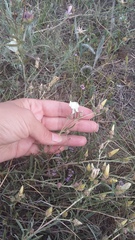 Dianthus marschallii