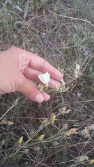 Dianthus marschallii