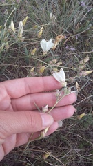 Dianthus marschallii