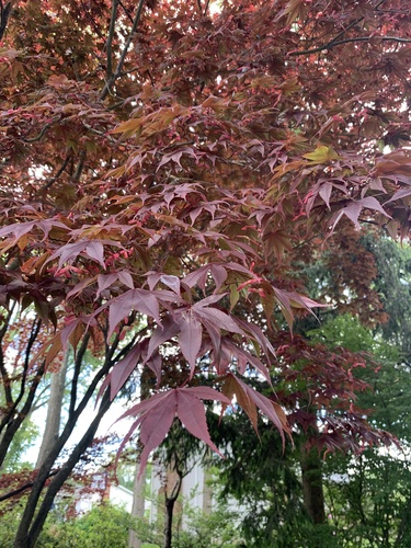 photo of Japanese Maple (Acer palmatum)