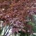 photo of Japanese Maple (Acer palmatum)