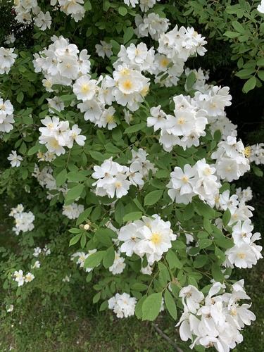 photo of Multiflora Rose (Rosa multiflora)